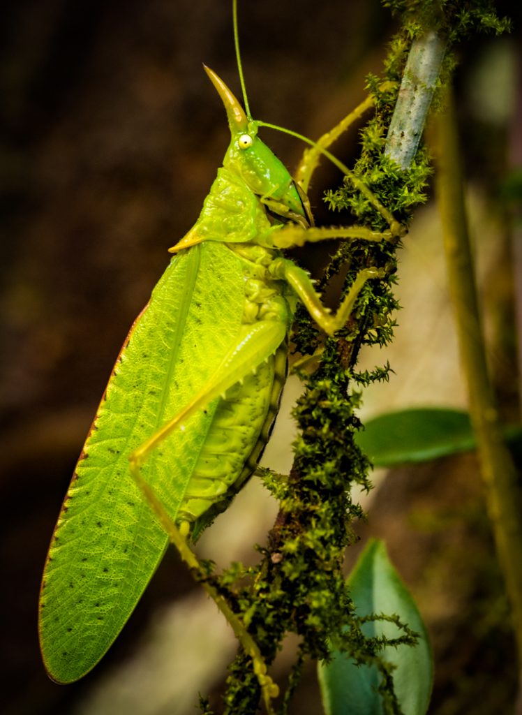 Rhinoceroushorned Cricket - Linda Rodgers